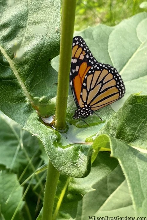 Cup Plant (Silphium Perfoliatum) - 1 Gallon Pot 5 Cup Plant (Silphium Perfoliatum) - 1 Gallon Pot - Image 5