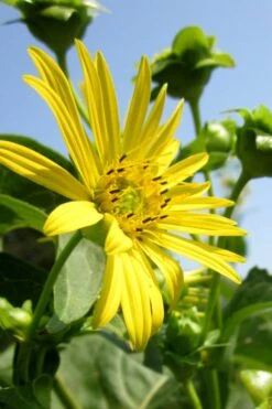Cup Plant (Silphium Perfoliatum) - 1 Gallon Pot 21 Cup Plant (Silphium Perfoliatum) - 1 Gallon Pot -Garden Plant Shop silphium perfoliatum cup plant 2