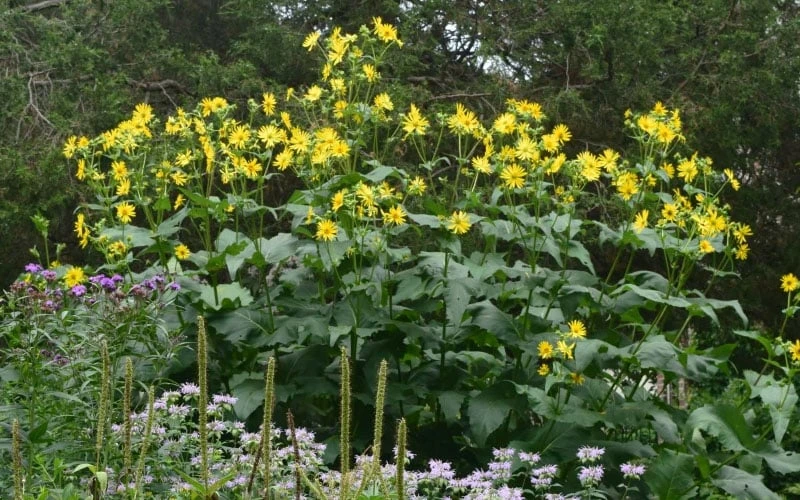 Cup Plant (Silphium Perfoliatum) - 1 Gallon Pot 6 Cup Plant (Silphium Perfoliatum) - 1 Gallon Pot - Image 6