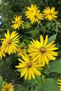 Cup Plant (Silphium Perfoliatum) - 1 Gallon Pot 20 Cup Plant (Silphium Perfoliatum) - 1 Gallon Pot -Garden Plant Shop silphium perfoliatum cup plant 5