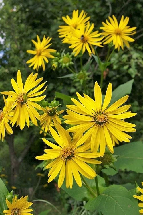 Cup Plant (Silphium Perfoliatum) - 1 Gallon Pot 10 Cup Plant (Silphium Perfoliatum) - 1 Gallon Pot - Image 10