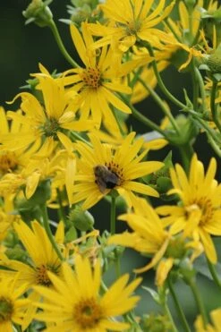 Cup Plant (Silphium Perfoliatum) - 1 Gallon Pot 19 Cup Plant (Silphium Perfoliatum) - 1 Gallon Pot -Garden Plant Shop silphium perfoliatum cup plant 6