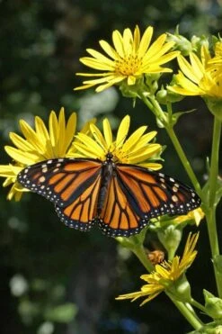 Cup Plant (Silphium Perfoliatum) - 1 Gallon Pot 18 Cup Plant (Silphium Perfoliatum) - 1 Gallon Pot -Garden Plant Shop silphium perfoliatum cup plant 7