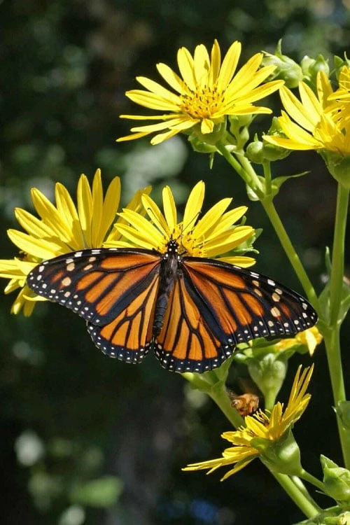 Cup Plant (Silphium Perfoliatum) - 1 Gallon Pot 8 Cup Plant (Silphium Perfoliatum) - 1 Gallon Pot - Image 8
