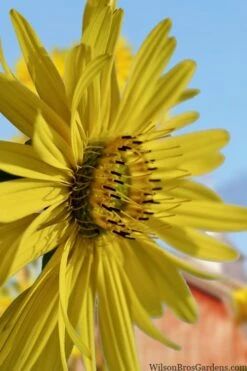 Cup Plant (Silphium Perfoliatum) - 1 Gallon Pot 17 Cup Plant (Silphium Perfoliatum) - 1 Gallon Pot -Garden Plant Shop silphium perfoliatum cup plant 8