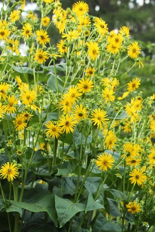 Cup Plant (Silphium Perfoliatum) - 1 Gallon Pot 4 Cup Plant (Silphium Perfoliatum) - 1 Gallon Pot - Image 4