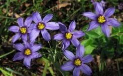 Moody Blues Blue-Eyed Grass (Sisyrinchium) - 1 Gallon Pot -Garden Plant Shop sisyrinchium idahoense macounii moody blues blue eyed grass 4