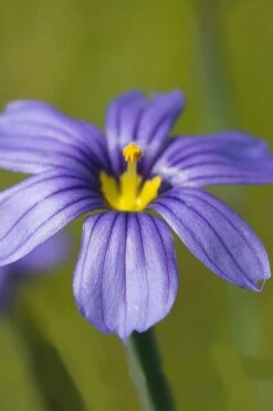 Moody Blues Blue-Eyed Grass (Sisyrinchium) - 1 Gallon Pot -Garden Plant Shop sisyrinchium idahoense macounii moody blues blue eyed grass 5