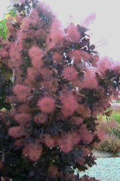 Royal Purple Smoke Tree (TREE FORM) - 5 Gallon Pot 16 Royal Purple Smoke Tree (TREE FORM) - 5 Gallon Pot -Garden Plant Shop smoke tree royal purple 28 5
