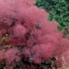 Royal Purple Smoke Tree (TREE FORM) - 5 Gallon Pot