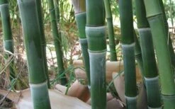 Solid Stem Bamboo - Phyllostachys Heteroclada - 3 Gallon Pot (4-6') -Garden Plant Shop solid stem bamboo