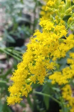 Solar Cascade Goldenrod (Solidago Shortii) - 1 Gallon Pot -Garden Plant Shop solidago shortii solar cascade goldenrod 3