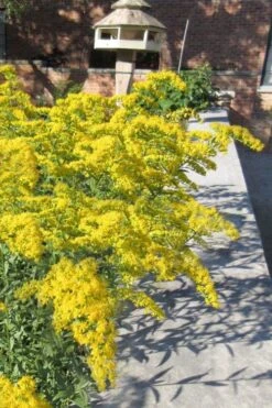 Solar Cascade Goldenrod (Solidago Shortii) - 1 Gallon Pot -Garden Plant Shop solidago shortii solar cascade goldenrod 6