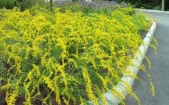 Solar Cascade Goldenrod (Solidago Shortii) - 1 Gallon Pot -Garden Plant Shop solidago shortii solar cascade goldenrod 7
