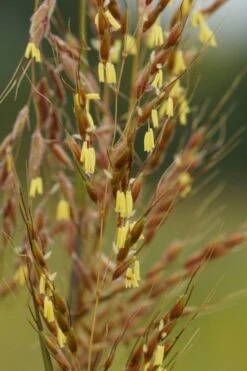 Yellow Indian Grass (Sorghastrum Nutans) - 6 Pack Of 1 Gallon Pots -Garden Plant Shop sorghastrum nutans yellow indian grass 4
