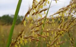 Yellow Indian Grass (Sorghastrum Nutans) - 6 Pack Of 1 Gallon Pots -Garden Plant Shop sorghastrum nutans yellow indian grass 7