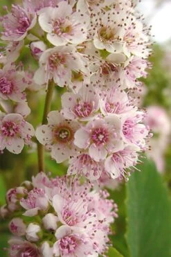 White Meadowsweet (Spirea Alba) - 3 Gallon Pot -Garden Plant Shop spirea alba white meadowsweet 7