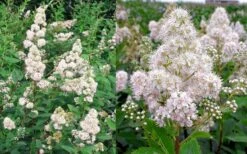 White Meadowsweet (Spirea Alba) - 1 Gallon Pot -Garden Plant Shop spirea alba white meadowsweet 9 1