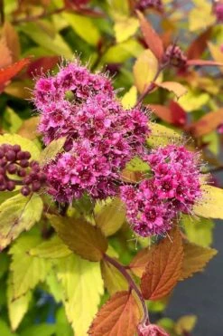 Rainbow Fizz Spirea - 1 Gallon Pot 9 Rainbow Fizz Spirea - 1 Gallon Pot -Garden Plant Shop spirea rainbow fizz 1