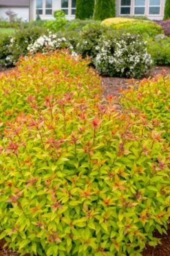 Rainbow Fizz Spirea - 1 Gallon Pot 8 Rainbow Fizz Spirea - 1 Gallon Pot -Garden Plant Shop spirea rainbow fizz 2
