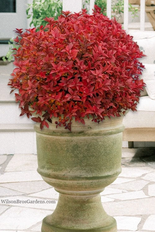 Rainbow Fizz Spirea - 1 Gallon Pot 1 Rainbow Fizz Spirea - 1 Gallon Pot