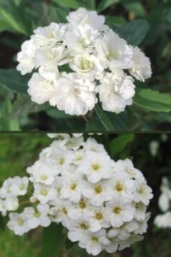 Reeves Bridal Wreath Spirea - 1 Gallon Pot -Garden Plant Shop spirea reeves flowers double and single 1