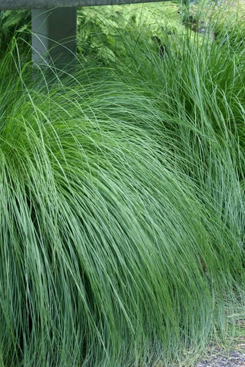Prairie Dropseed Grass (Sporobolis Heterolepis) - 1 Gallon Pot 6 Prairie Dropseed Grass (Sporobolis Heterolepis) - 1 Gallon Pot - Image 6