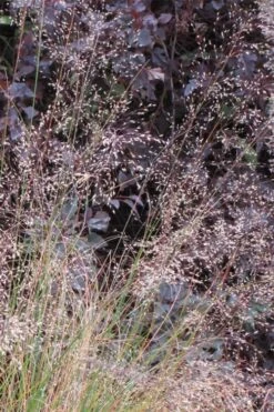 Prairie Dropseed Grass (Sporobolis Heterolepis) - 6 Pack Of 1 Gallon Pots -Garden Plant Shop sporobolis heterolepis prairie dropseed grass 10 1