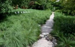 Prairie Dropseed Grass (Sporobolis Heterolepis) - 8 Pack Of 1 Gallon Pots -Garden Plant Shop sporobolis heterolepis prairie dropseed grass 2