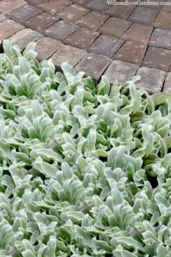 Silky Fleece Dwarf Lambs Ear (Stachys Byzantina) - 10 Pack Of Quarts Pots -Garden Plant Shop stachys byzantine silky fleece lambs ear 104
