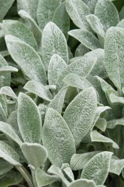 Silver Carpet Lambs Ears (Stachys) - 6 Pack Of Pint Pots -Garden Plant Shop stachys byzantine silver carpet lambs ears 2