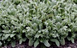 Silky Fleece Dwarf Lambs Ear (Stachys Byzantina) - 5 Pack Of Quarts Pots -Garden Plant Shop stachys silky fleece 2