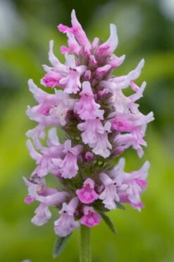 Summer Crush Betony (Stachys) - 1 Gallon Pot -Garden Plant Shop stachys summer crush betony 3