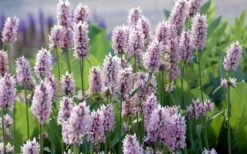 Summer Crush Betony (Stachys) - 1 Gallon Pot -Garden Plant Shop stachys summer crush betony 5