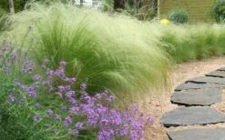 Pony Tails Mexican Feather Grass - Stipa Tennuissima - 1 Gallon Pot -Garden Plant Shop stipa tenuissima ponytails mexican feather grass 105 2