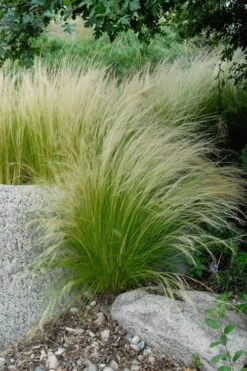 Pony Tails Mexican Feather Grass (Stipa Tennuissima) - 3 Pack Of Quart Pots -Garden Plant Shop stipa tenuissima ponytails mexican feather grass 107 4