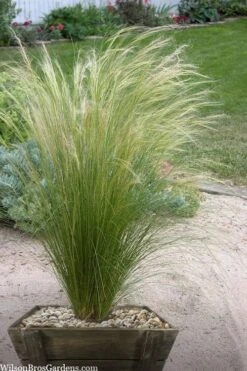 Pony Tails Mexican Feather Grass - Stipa Tennuissima - 1 Gallon Pot -Garden Plant Shop stipa tenuissima ponytails mexican feather grass 111 2