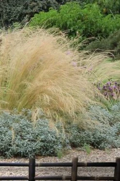 Pony Tails Mexican Feather Grass - Stipa Tennuissima - 6 Pack Of 1 Gallon Pots -Garden Plant Shop stipa tenuissima ponytails mexican feather grass 117 3