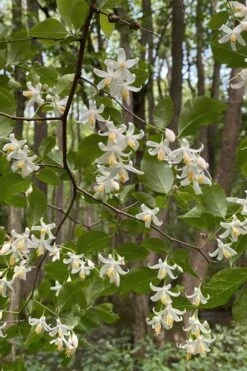 American Snowbell Tree (Styrax Americanus) - 3 Gallon Pot -Garden Plant Shop styrax americanus american snowbell 12 1