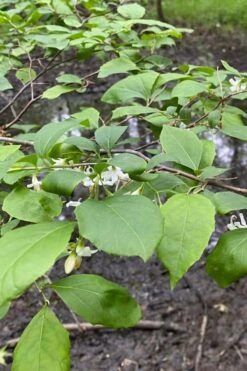 American Snowbell Tree (Styrax Americanus) - 3 Gallon Pot -Garden Plant Shop styrax americanus american snowbell 13 1