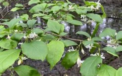 American Snowbell Tree (Styrax Americanus) - 3 Gallon Pot -Garden Plant Shop styrax americanus american snowbell 14 1