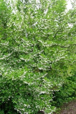 American Snowbell Tree (Styrax Americanus) - 1 Gallon Pot -Garden Plant Shop styrax americanus american snowbell 16