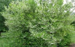 American Snowbell Tree (Styrax Americanus) - 3 Gallon Pot -Garden Plant Shop styrax americanus american snowbell 17 1