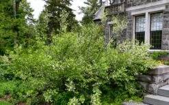 American Snowbell Tree (Styrax Americanus) - 3 Gallon Pot -Garden Plant Shop styrax americanus american snowbell 18 1