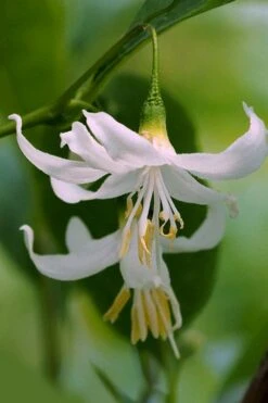 American Snowbell Tree (Styrax Americanus) - 1 Gallon Pot -Garden Plant Shop styrax americanus american snowbell 2