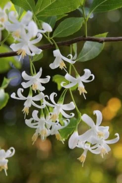 American Snowbell Tree (Styrax Americanus) - 3 Gallon Pot -Garden Plant Shop styrax americanus american snowbell 4 1