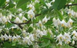 American Snowbell Tree (Styrax Americanus) - 3 Gallon Pot -Garden Plant Shop styrax americanus american snowbell 6 1