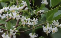 American Snowbell Tree (Styrax Americanus) - 1 Gallon Pot -Garden Plant Shop styrax americanus american snowbell 7