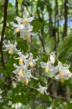 American Snowbell Tree (Styrax Americanus) - 3 Gallon Pot -Garden Plant Shop styrax americanus american snowbell 8 1
