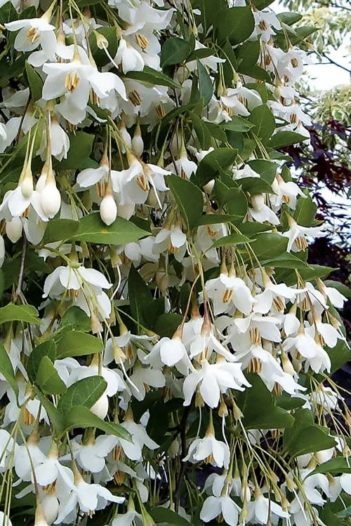 Fragrant Fountain Weeping Japanese Snowbell Tree - 7 Gallon Pot 1 Fragrant Fountain Weeping Japanese Snowbell Tree - 7 Gallon Pot